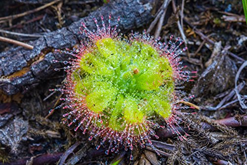 Drosera Burmanii 10 Samen,Fleischfressende Pflanze, Sonnentau von Grow Your Secret Garden