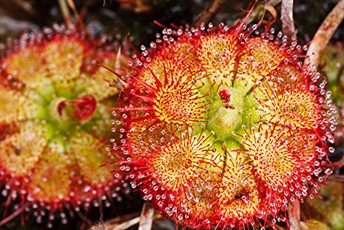 Drosera Sessilifolia 10 Samen,Fleischfressende Pflanze, Sonnentau von Grow Your Secret Garden