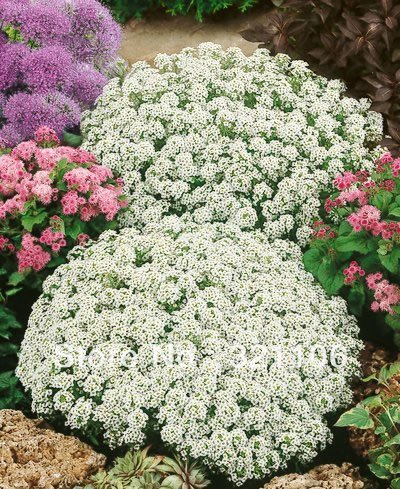 Duft-Steinrich, Steinkraut weiß 250 Samen, Lobularia maritima (Alyssum White) von Grow Your Secret Garden