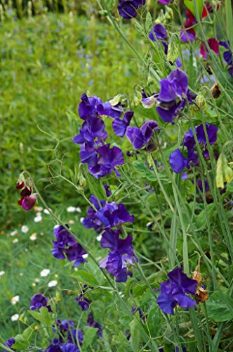 Duftwicke Violet (Lathyrus odoratus) 30 Samen von Grow Your Secret Garden