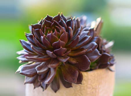 Echeveria Black Prince 10 Samen - sukkulente samen von Grow Your Secret Garden