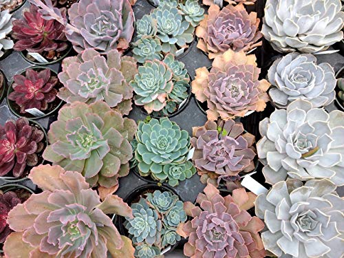 Echeveria Mischung - 20 samen,Sukkulenten samen - von Grow Your Secret Garden