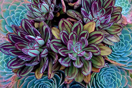 Echeveria nodulosa 'Painted Echeveria' 10 Samen - sukkulente samen von Grow Your Secret Garden