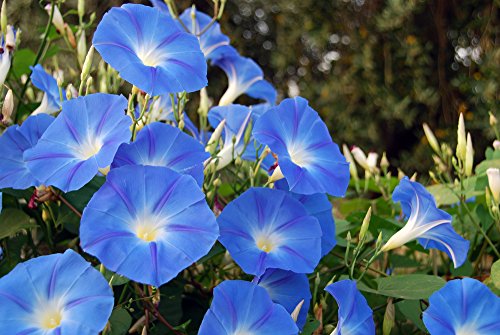 Edel-Trichterwinde blau Prunkwinde 20 Samen, Ipomea Samen-großen, seidigen Blüten (Ipomea Tricolor) von Grow Your Secret Garden