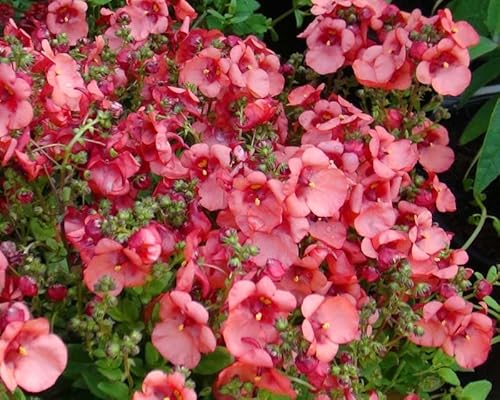 Elfenblume, Elfensporn 'Rose Queen' 100 Samen, Diascia barbarea von Grow Your Secret Garden