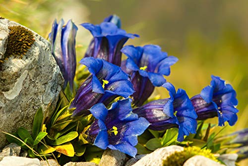 Enzian 50 Samen, Blauer Alpen-Enzian, (Gentiana accaulis 'blue') von Grow Your Secret Garden