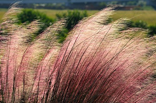 Eragrostis spectabilis, Purpur-Liebesgras, 50 Samen von Grow Your Secret Garden