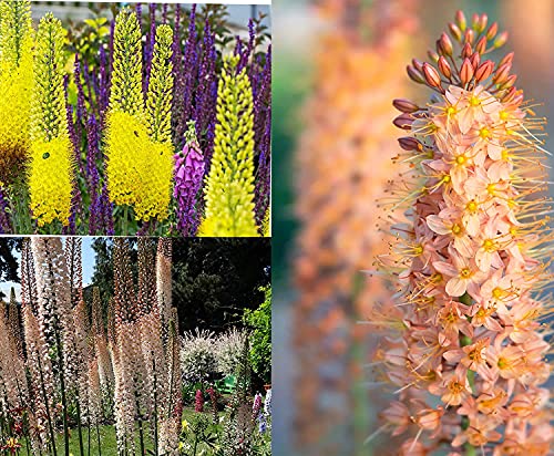 Eremurus 10 Samen, Steppenkerze, Steppenlilie von Grow Your Secret Garden