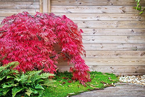Fächer-Ahorn Samen, Japanische Ahorne 'Red Emperor' 5 Samen (Acer Palmatum) von Grow Your Secret Garden