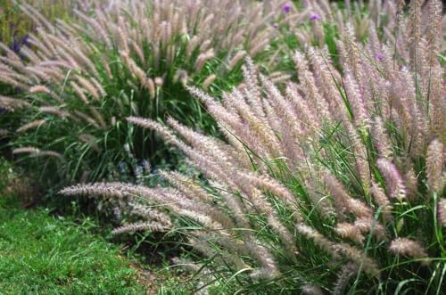 Federgras 50 Samen Stipa Arundinacea, mehrjährig, ziergras Federgras 50 Samen Stipa Arundinacea, mehrjährig, ziergras von Grow Your Secret Garden