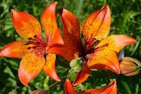 Feuer-Lilie 5 samen - Lilium bulbiferum croceum- duftende mehrjährige, lilien Samen von Grow Your Secret Garden