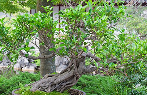 Ficus Macrophylla 10 Samen, Feigen Samen- Bonsai von Grow Your Secret Garden