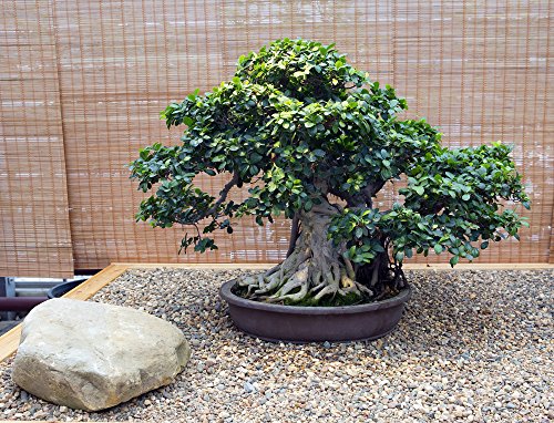 Ficus Obliqua 20 Samen - Bonsai/Zimmerpflanze von Grow Your Secret Garden