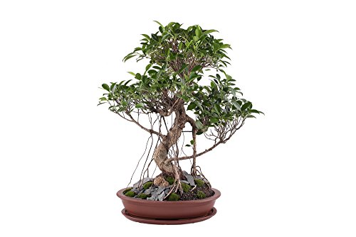 Ficus benjamina Samen - Birkenfeige 20 Samen- Zimmerpflanze oder perfekt für Bonsai von Grow Your Secret Garden