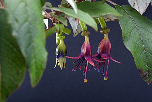 Fuchsia-Baum 10 Samen (Fuchsia Excorticata Kotukutuku) von Grow Your Secret Garden