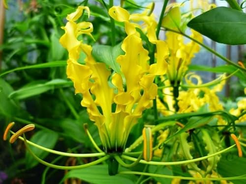 GLORIOSA LUTEA (GELB), RUHMESKRONE, SCHMUCKLILIE, FEUERLILIE, PRACHTLILIE - klettern von Grow Your Secret Garden
