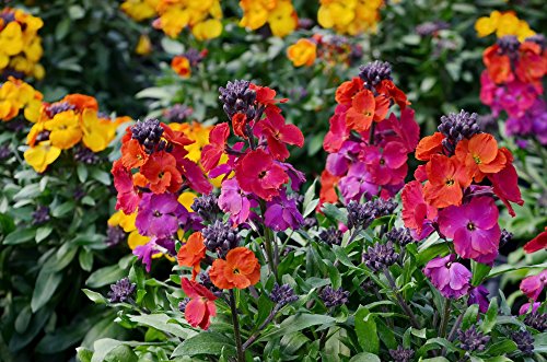 GOLDLACK 200 Samen (Erysimum, Cheiranthus) Mix Farbe von Grow Your Secret Garden