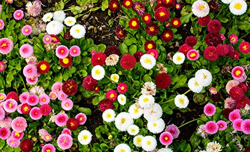 Gänseblümchen "'Pomponette'"100 Samen, gefüllte Mischung, Bellis (Daisy English) von Grow Your Secret Garden