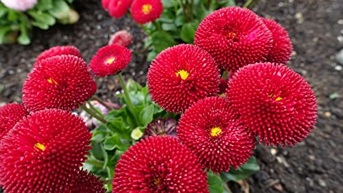 Gänseblümchen Rot - Bellis 50 Samen von Grow Your Secret Garden