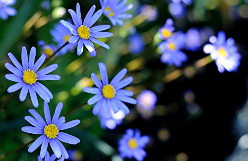Gänzeblümchen blau 30 Samen, Kapastern Samen (Felicia) von Grow Your Secret Garden