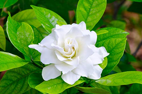 Gardenie 10 Samen, Gardenia jasminoides -Weiß, großen Blüten und süßen Duft (Jasmine Cape) von Grow Your Secret Garden
