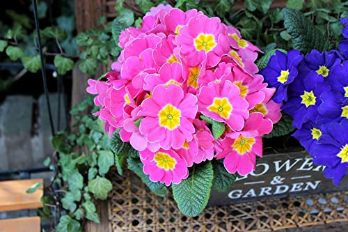 Garten-Aurikel 50 Samen,Primula x pubescens- mehrjährige von Grow Your Secret Garden
