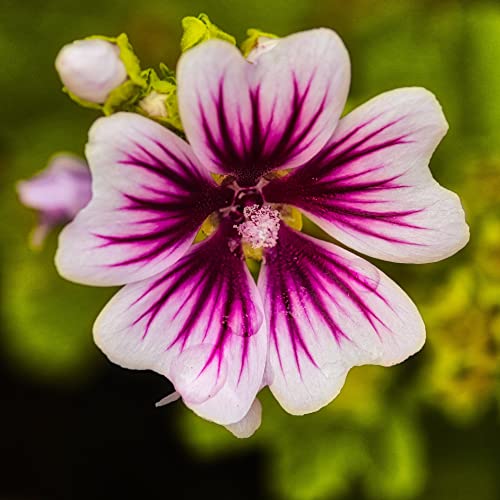Garten-Malve Zebrina - Malva sylvestris 'Zebrina' 20 Samen von Grow Your Secret Garden