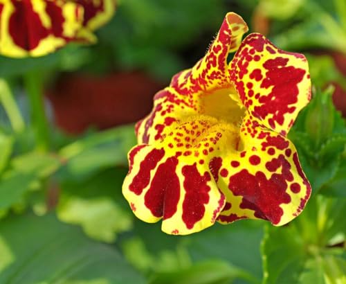 Gauklerblume, 'Tigermischung' (Mimulus trigrinus) mischfarben von Grow Your Secret Garden