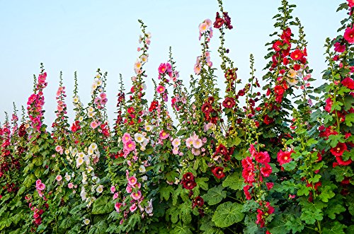 Gefüllte Stockrosen 20 Samen, Malve, Hollyhock von Grow Your Secret Garden