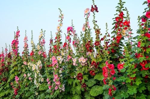 Gefüllte Stockrosen 20 Samen, Malve, Hollyhock Gefüllte Stockrosen 20 Samen, Malve, Hollyhock von Grow Your Secret Garden