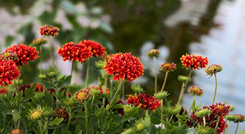 Gefüllte Zweifarbige Kokardenblume 30 Samen - Gaillardia 'Sundance' von Grow Your Secret Garden