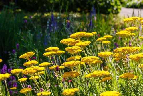 Gelbe Schafgarbe, (Achillea Yellow) - gelb, frosthart von Grow Your Secret Garden