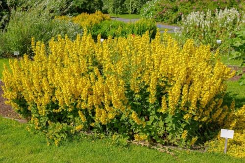 Gold-Felberich (Lysimachia punctata) - frosthart, gelb von Grow Your Secret Garden