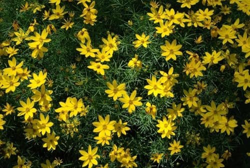 Goldmarie, Bidens - gelb, steingarten, bodendecker von Grow Your Secret Garden