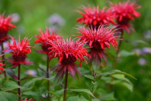 Goldmelisse (ROT) 20 Samen, Indianernessel, Monarda didyma von Grow Your Secret Garden