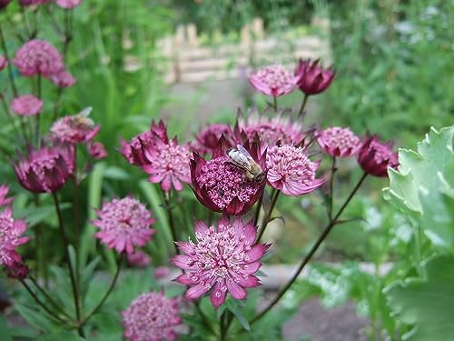 Große Sterndolde Astrantia major 15 Samen mehrjährig von Grow Your Secret Garden