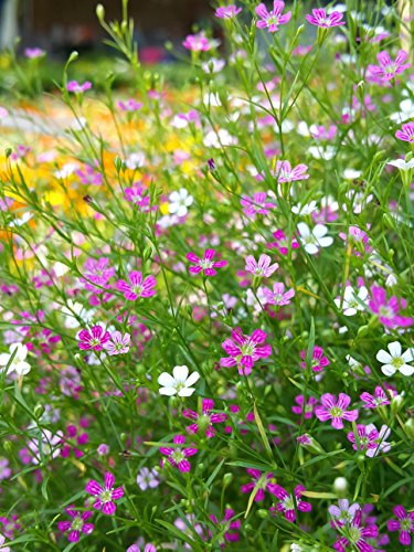 Gypsophila Repens, Teppich-Schleierkraut 50 Samen -Rosa von Grow Your Secret Garden