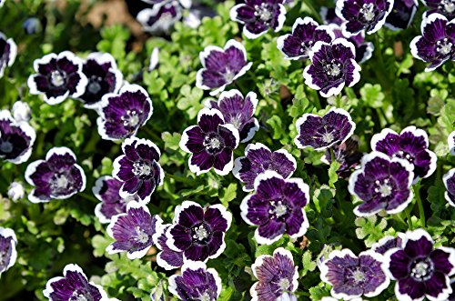 HAINBLUME 35 Samen ''Penny Black" Nemophila Schwarz von Grow Your Secret Garden