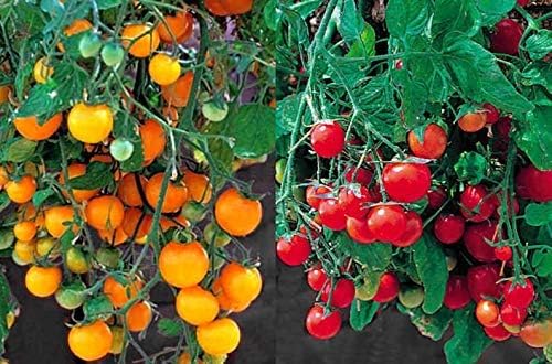 Hängetomate Tumbling Tom Red and Gelb Mischung Hängetomate Tumbling Tom Red and Gelb Mischung von Grow Your Secret Garden