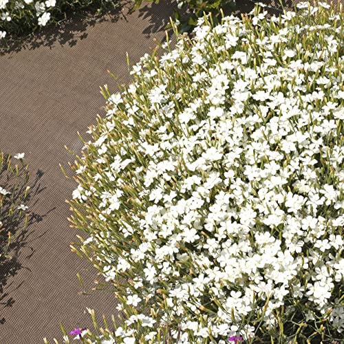Heidenelke, weiß (Dianthus deltoides albus) 100 Samen-Staude von Grow Your Secret Garden