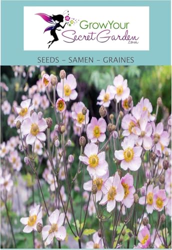 Herbst-Anemonen 20 Samen, Anemone Hupehensis, Japan Anemone,mehrjährig, lange Blütezeit, sonnig bis halbschattig Herbst-Anemonen 20 Samen, Anemone Hupehensis, Japan Anemone,mehrjährig, lange Blütezeit, sonnig bis halbschattig von Grow Your Secret Garden