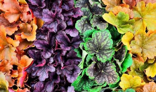 Heuchera 100 Samen, Purpurglöckchen, Mischfarben, von Grow Your Secret Garden