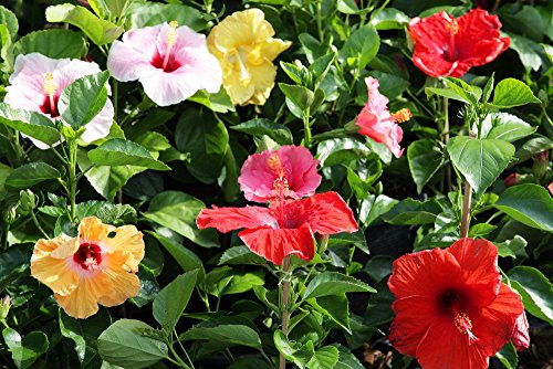 Hibiscus Syriacus 5 Samen Roseneibisch, Rose von Sharon, Syrische Eibisch von Grow Your Secret Garden