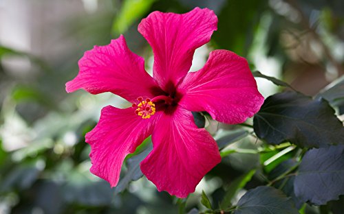 Hibiscus coccineus 5 Samen, Scharlach-Hibiskus (Hibiscus Texas RedStar) von Grow Your Secret Garden