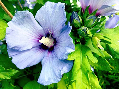 Hibiskus Syriacus 5 Samen Blau Roseneibisch, Blau Hibiskus, Syrische Eibisch (Hibiscus Blue) von Grow Your Secret Garden