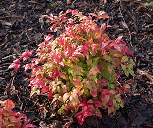 Himmelsbambus 5 Samen, Nandina domestica (Bamboo Sacred) von Grow Your Secret Garden