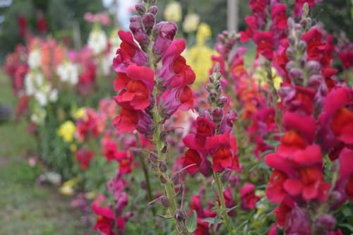 Hohes Löwenmäulchen Rot 100 Samen, Antirrhinum von Grow Your Secret Garden