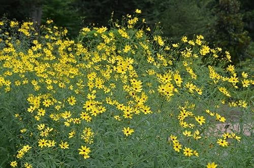 Hohes Mädchenauge Coreopsis tripteris Hohes Mädchenauge Coreopsis tripteris von Grow Your Secret Garden