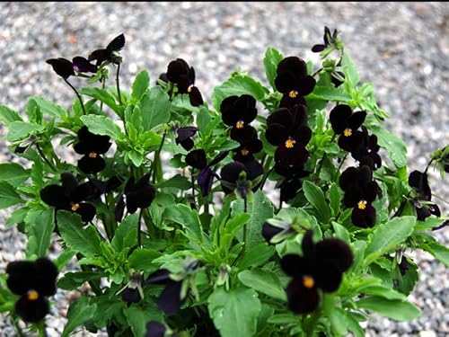 Hornveilchen 'Bowles Black' - Viola nigra 40 Samen von Grow Your Secret Garden