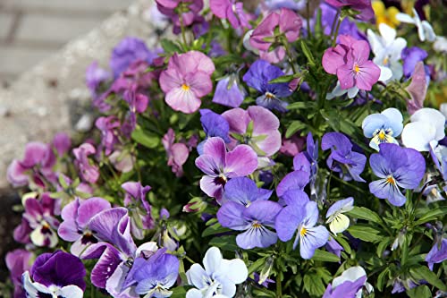 Hornveilchen Mischfarben 100 Samen, mini Stiefmütterchen, viola cornuta von Grow Your Secret Garden